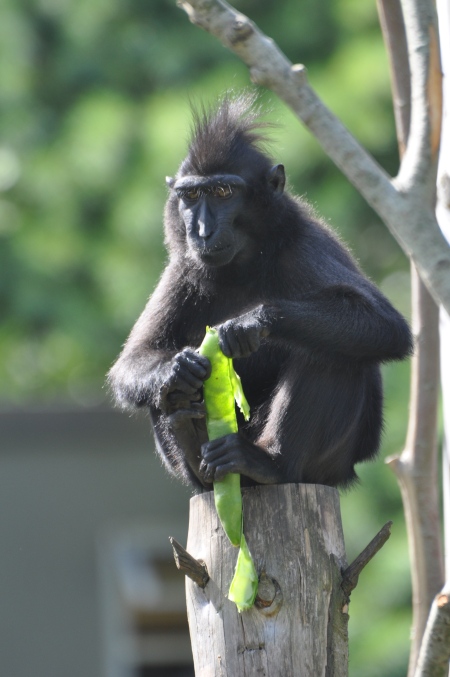 Rare 'Yaki' Sulawesi Macaque monkey at Newquay Zoo enjoying fresh broad bean pods, summer 2010. (Picture: Jackie Noble, Newquay Zoo) 