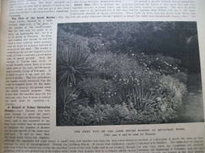 The Fate of The South Border, Gertrude Jekyll, January 20, 1917, The Garden magazine 
