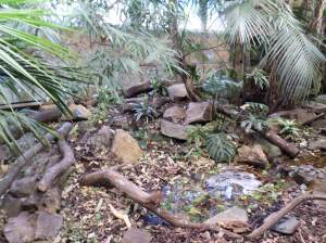 Part of our Tropical House at Newquay Zoo.