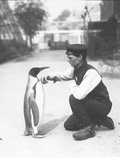 Harry Munro, the now named 'Keeper with King Penguin 1914' (as described on a recent London Zoo postcard I was given) Copyright ZSL / London Zoo/ F.W. Bond 
